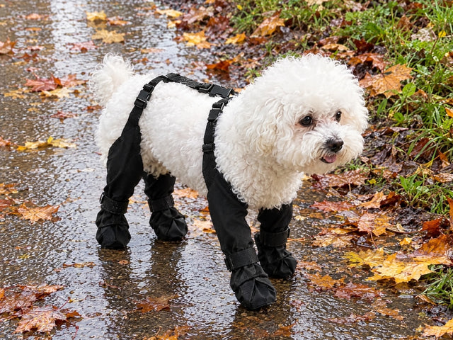 Caniche con las botas VirelPet en el parque mojado