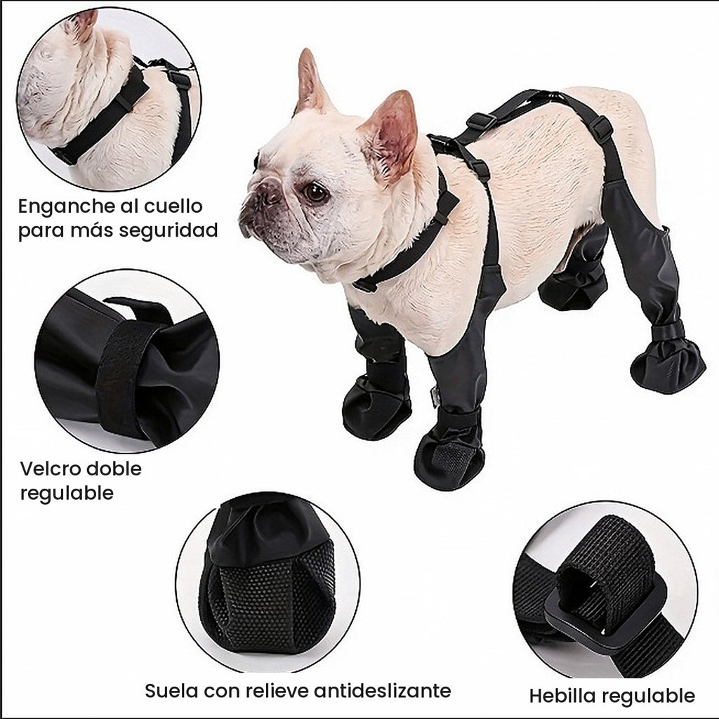 Botas con tirantes VirelPet puestas en un bulldog francés: enganche al cuello, velcro doble, suela con relieve y hebilla regulable
