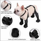 Botas con tirantes VirelPet puestas en un bulldog francés: enganche al cuello, velcro doble, suela con relieve y hebilla regulable